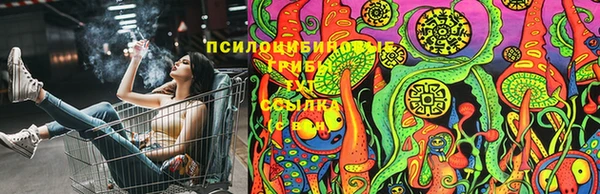 PSILOCYBIN Вяземский